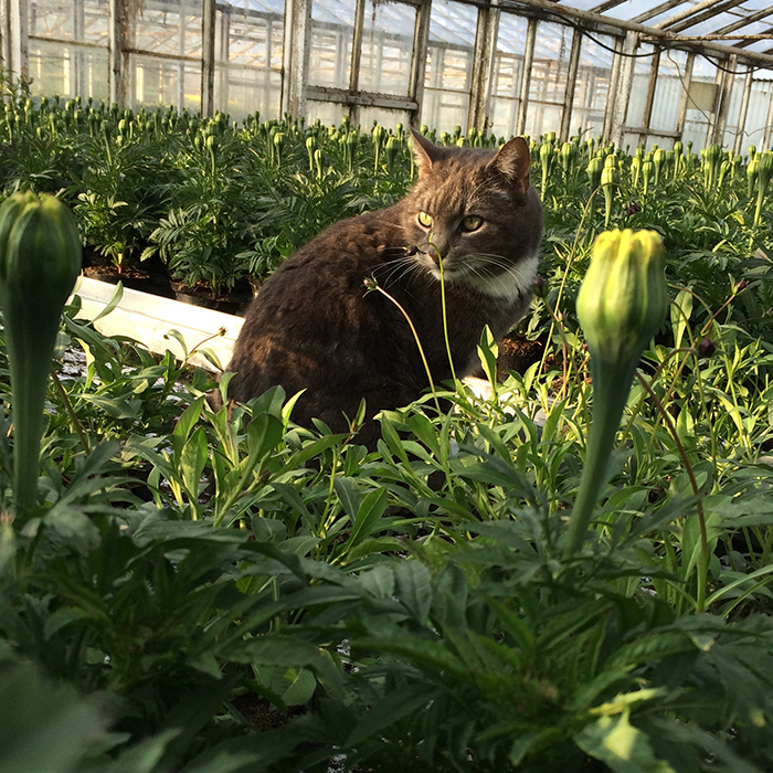 krukväxtodling katt tagetes chokladblomma växthus